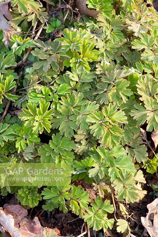 Sprouting of Corydalis Spinners 