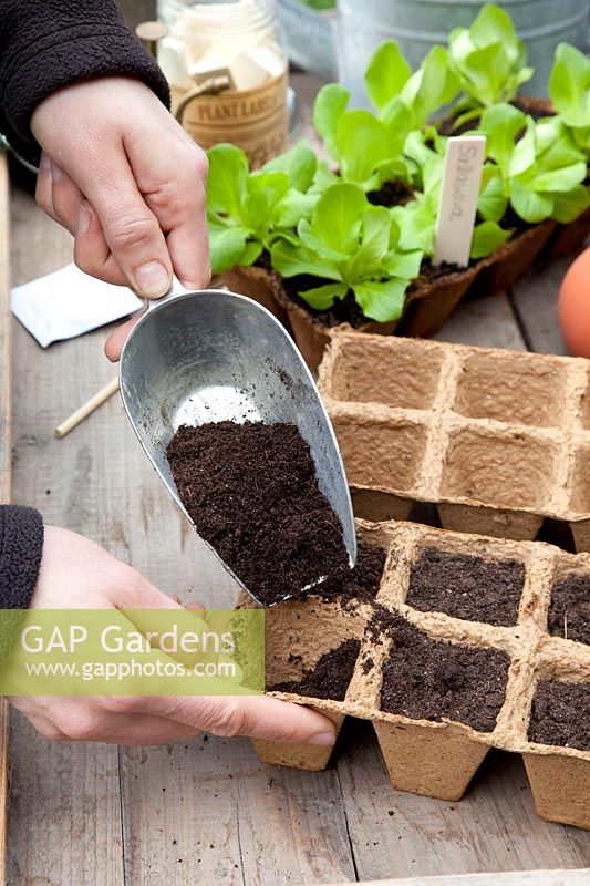 Sowing lettuce in seed pots, step by step, step 1, fill seed pots with seed soil Lactuca sativa Salanova 