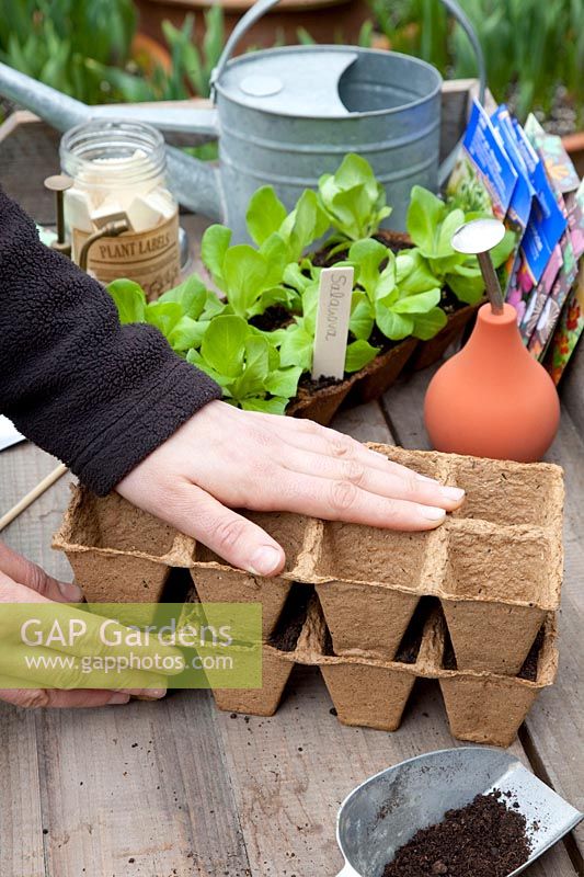 Sowing lettuce in seed pots, pressing seed soil with the bottom of seed pots, STEP 2 