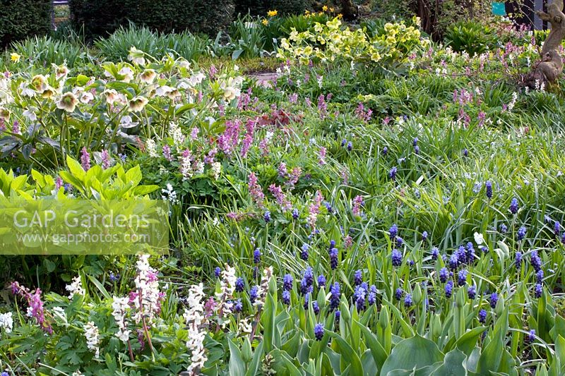 Bed with Lenten roses, grape hyacinths and larkspur, Helleborus orientalis, Corydalis cava, Muscari latifolium 