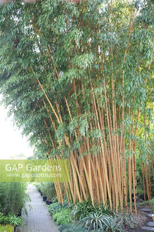 Bamboo, Phyllostachys vivax Aureocaulis 