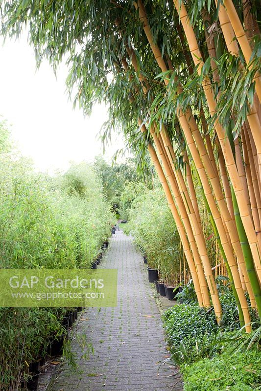 Bamboo nursery Phyllostachys vivax Aureocaulis 