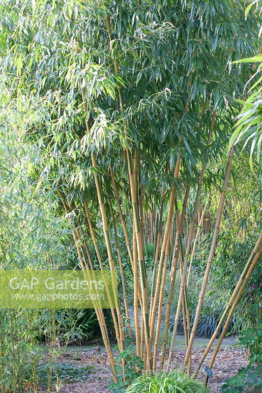 Bamboo, Phyllostachys vivax Huanwenzhu-inversa 