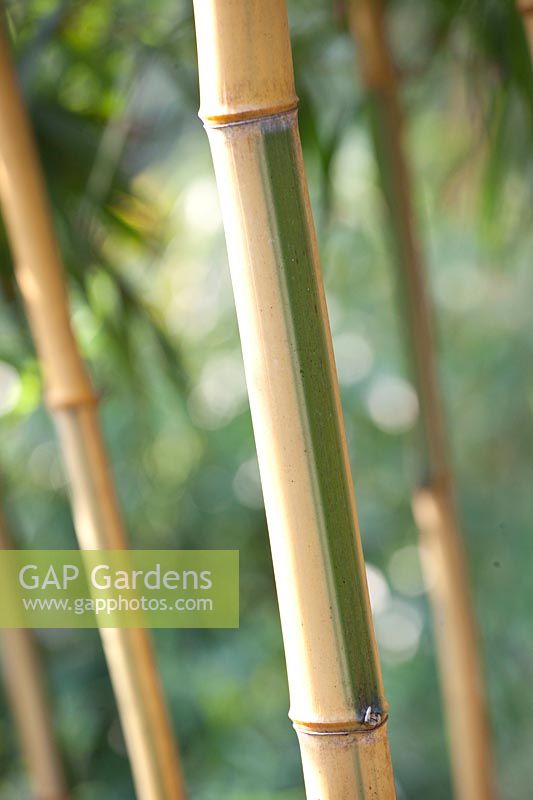 Bamboo, Phyllostachys vivax Huanwenzhu-inversa 
