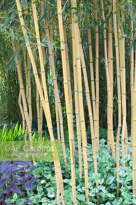 Portrait Bamboo, Phyllostachys aureosulcata Aureocaulis 