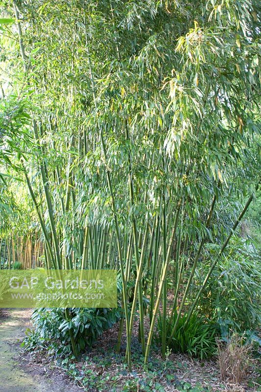 Bamboo, Phyllostachys vivax Huanwenzhu 