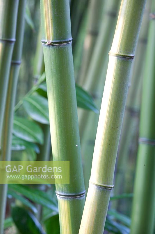 Bamboo, Phyllostachys vivax Huanwenzhu 