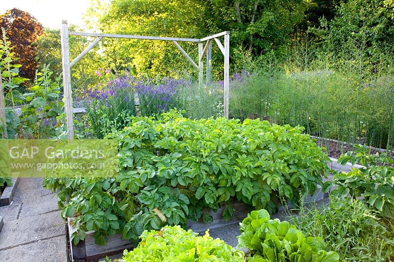 Vegetable garden with potatoes and lettuce, Solanum tuberosum, Lactuca sativa 