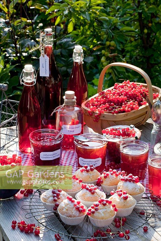 Still life preserving of currants, currant juice, currant jam with sparkling wine, currant jelly with apricots, currant vinegar, currant muffin, Ribes rubrum 