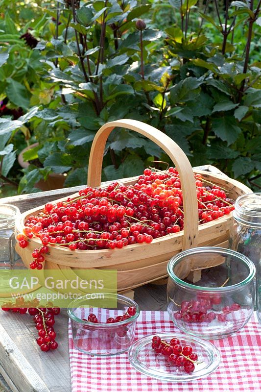 Basket with currants and jars, Ribes rubrum 