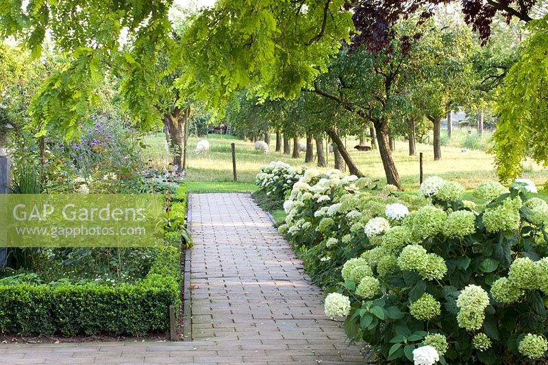 Get rid of hydrangeas, Hydrangea arborescens Strong Annabelle 