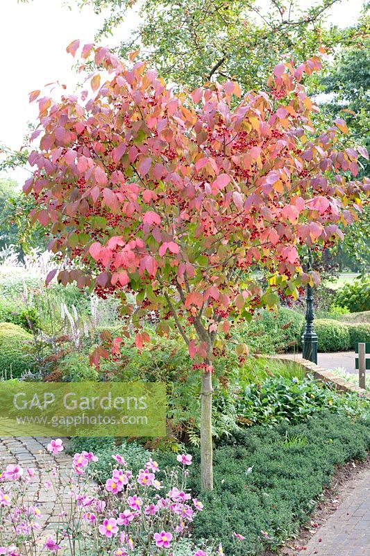Spindle tree in autumn, Euonymus planipes, Anemone hupehensis Splendens 