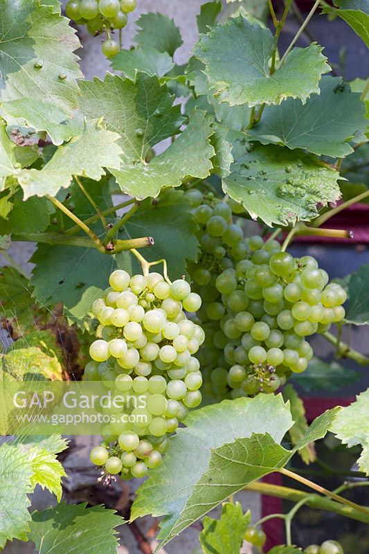 Portrait of grapes, Vitis vinifera Phoenix 