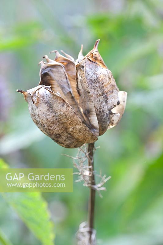 Seed head of maidenhair tree, Nigella damascena 