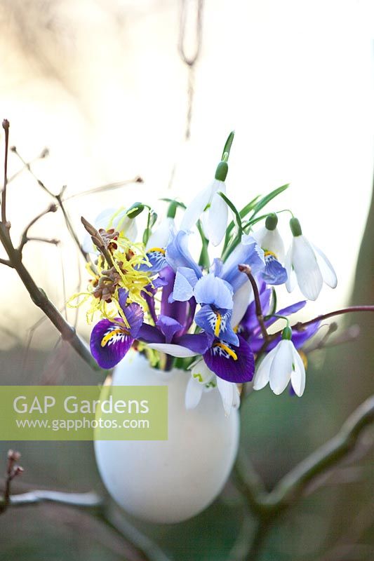 Hanging egg vase with winter bloomers, Galanthus, Iris reticulata Alida, Iris reticulata Harmony, Hamamelis intermedia Arnold Promise 