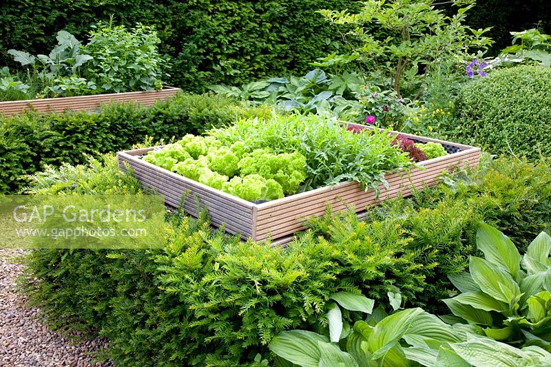 Potager with wooden raised beds surrounded by yew hedges 