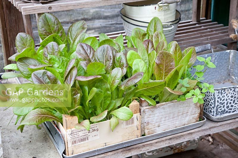 Young lettuce plants in wooden boxes, Lactuca sativa 
