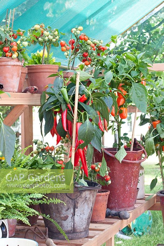 Peppers and tomatoes in the greenhouse, Capsicum annuum, Solanum lycopersicum 