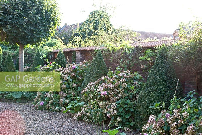 Hydrangeas and boxwood cones in front of a wall 