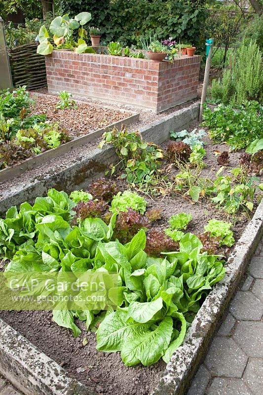 Lettuce in the bed, romaine lettuce, leaf lettuce, Lactuca sativa 