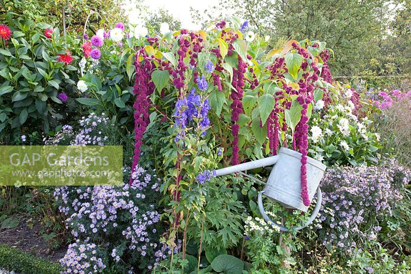 Bed with asters and amaranth, Aster, Amaranthus Dreadlocks 