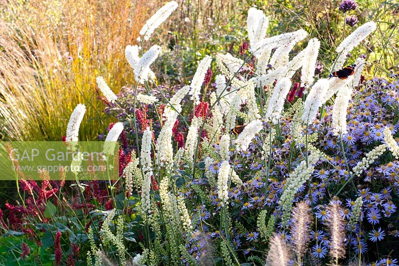 Combination of black cohosh, wild aster and knotweed, Actaea simplex White Pearl, Aster ageratoides Ashran, Persicaria amplexicaulis 