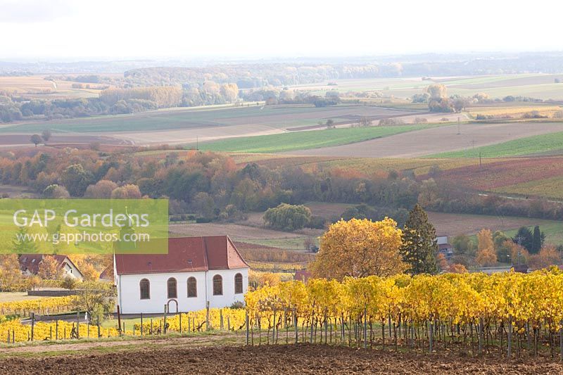 Vineyard in the Palatinate in late autumn, Vitis vinifera 