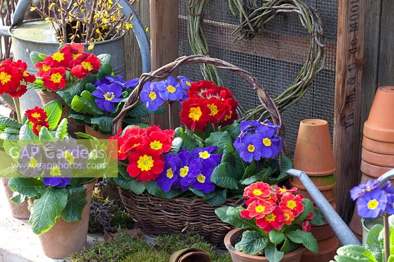 Cushion and stem primroses in pots and wicker basket, Primula 