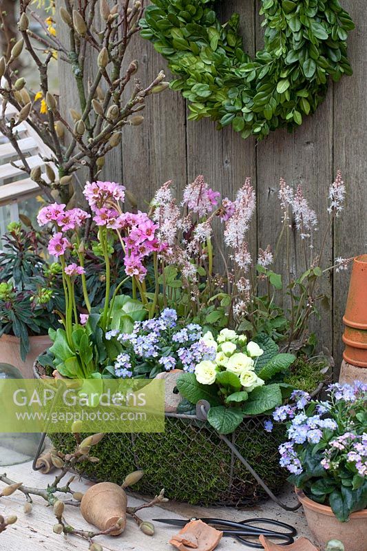 Moss-padded basket with spring perennials, Primula Belarina Vanilla, Myosotis Myomark, Tiarella Spring Symphony, Bergenia Rosenkristall 