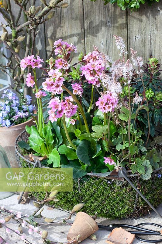 Moss-padded basket with spring perennials, Euphorbia amygdaloides, Tiarella Spring Symphony, Bergenia Rosenkristall 