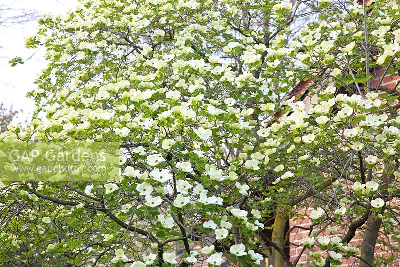 Flowering dogwood, Cornus nuttalii Eddie's White Wonder 