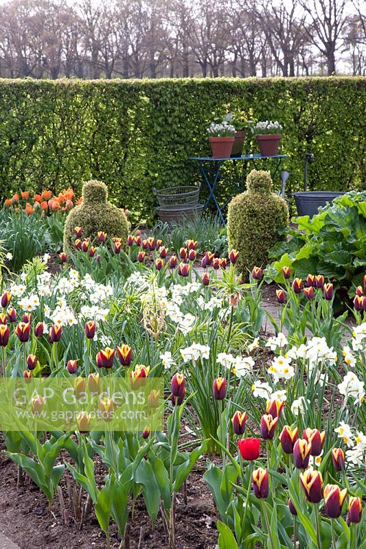 Rural garden in spring, Buxus, Narcissus Geranium, Tulipa Gavota 