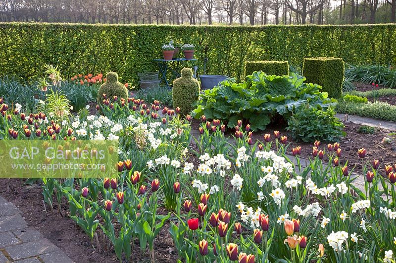 Rural garden in spring, Buxus, Narcissus Geranium, Tulipa Gavota, Rheum rhabarbarum 