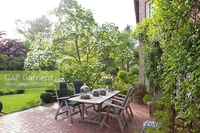 Seating terrace with flowering dogwood, Cornus nuttalii Eddie's White Wonder 
