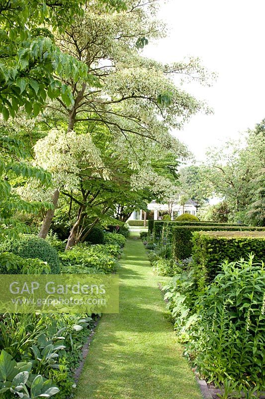 Path lined with trees in the garden, Cornus controversa Variegata 