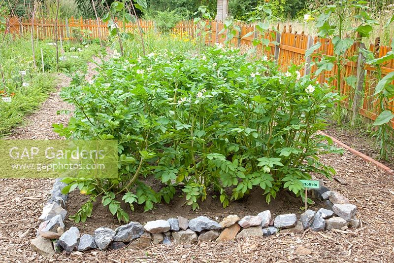 Bed with potatoes, Solanum tuberosum 