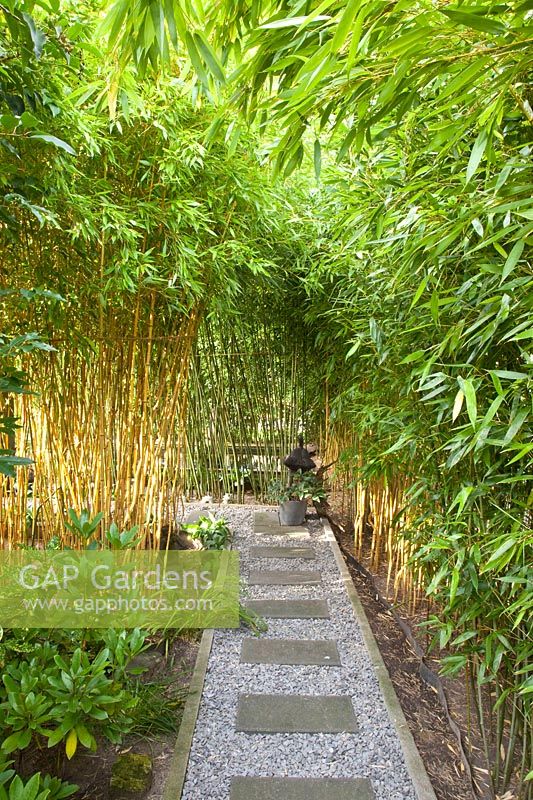 Bamboo grove, Phyllostachys 