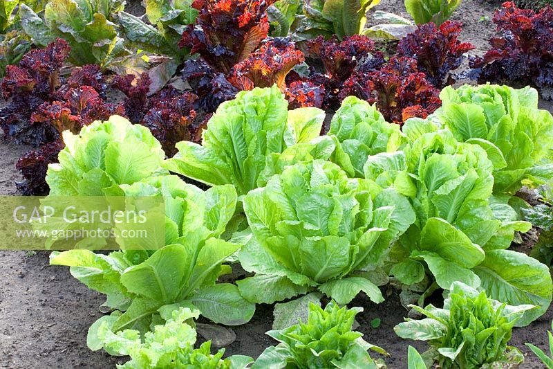 Bed with romaine lettuce, Lactuca sativa 