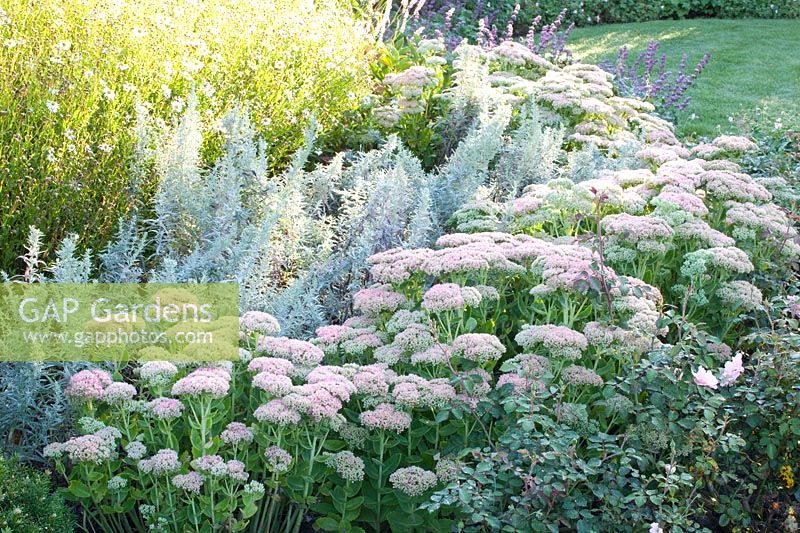Perennial bed in late summer with Sedum Herbstfreude, Artemisia ludoviciana Silver Queen 