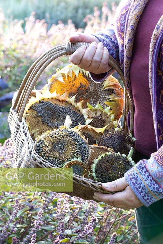 Dried sunflowers in a basket, Helianthus annuus 