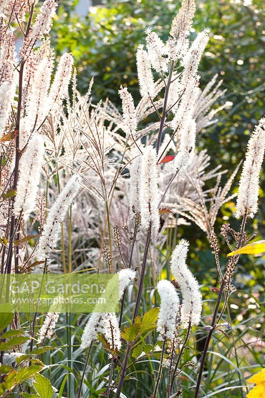 Chinese silver grass, Miscanthus, Cimicifuga 