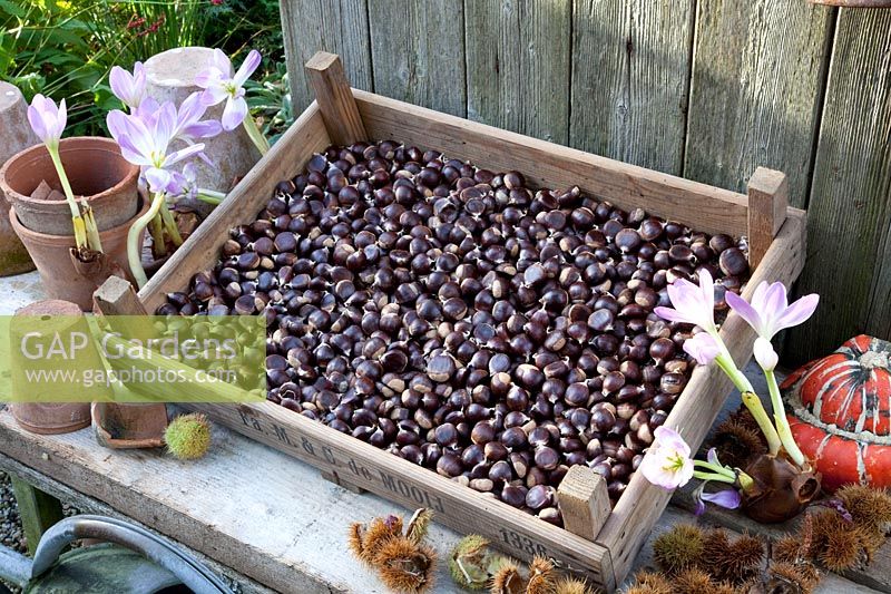 Sweet chestnuts drying in a box with a wire bottom, Castanea sativa 