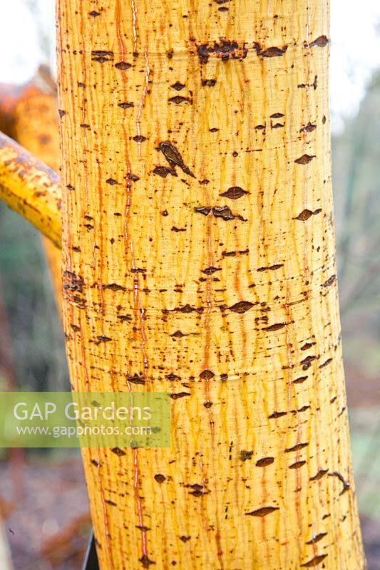 Bark of the striped maple, Acer conspicuum Phoenix 