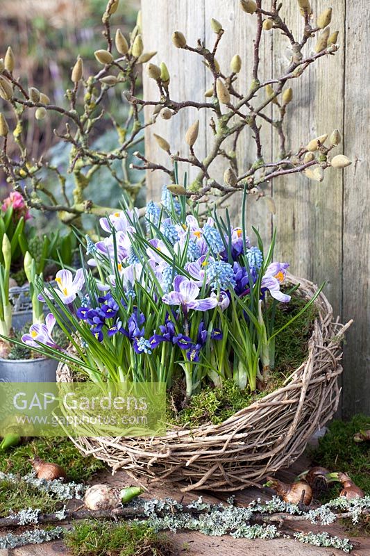 Nest-shaped basket with small flower meadow, Iris reticulata, Crocus, Muscari 