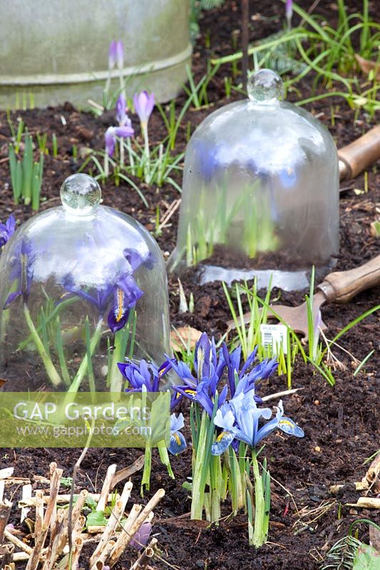 Reticulated iris in the bed and under cloches, Iris reticulata Harmony, Iris reticulata Alida 