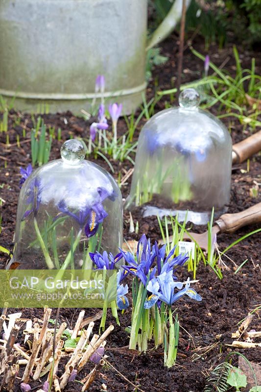Reticulated iris in the bed and under cloches, Iris reticulata Harmony, Iris reticulata Alida 