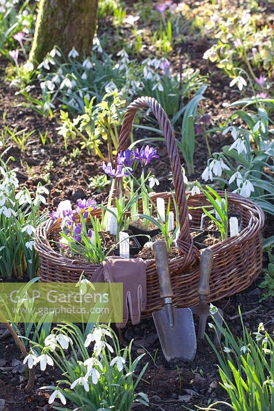 Still life early bloomers and snowdrops, Galanthus, Iris reticulata 
