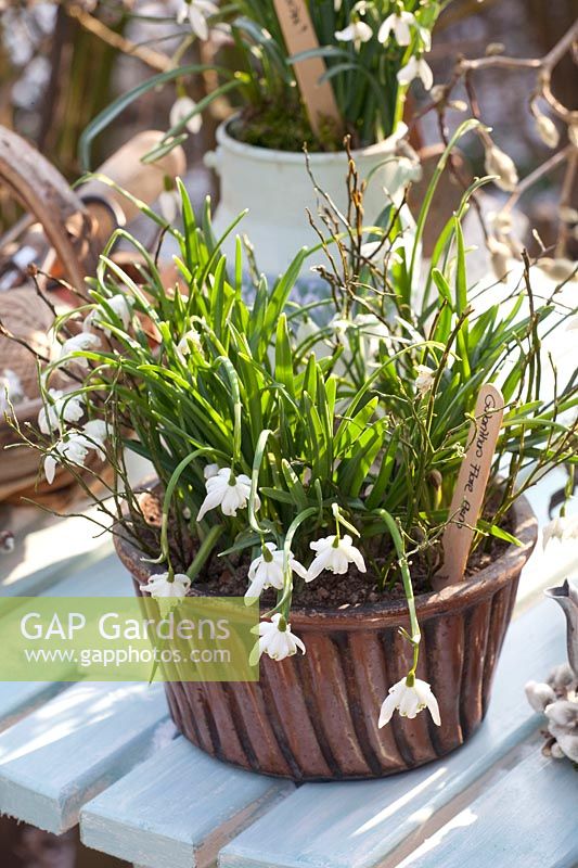 Snowdrops in an old baking tin, Galanthus nivalis Flore Pleno 