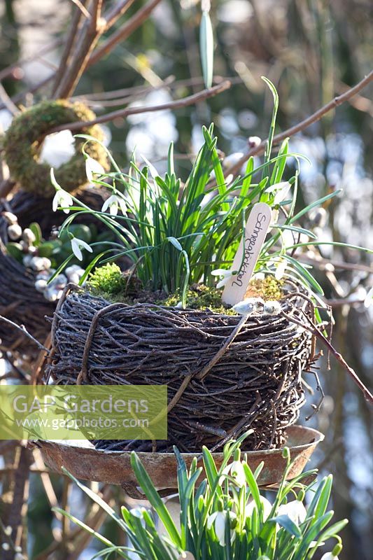 Basket made of birch branches with snowdrops, Galanthus 