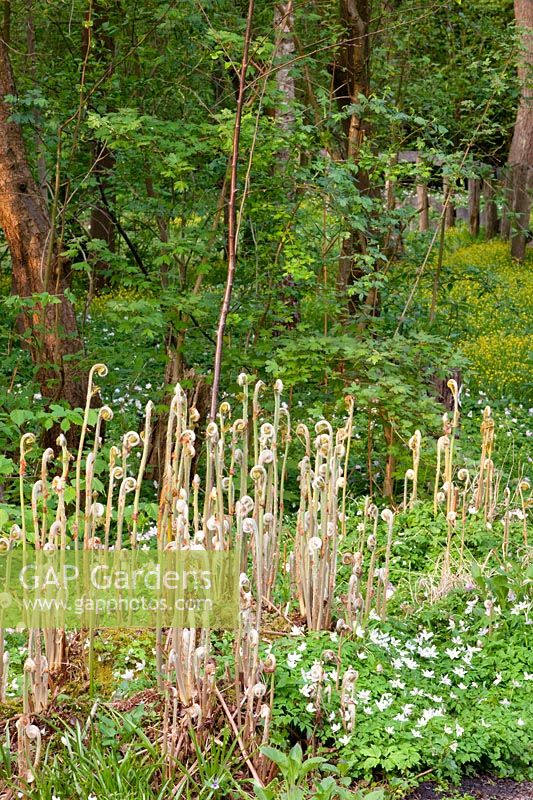 Jac.P.Thijssepark, sprouting ferns, Anemone nemorosa 
